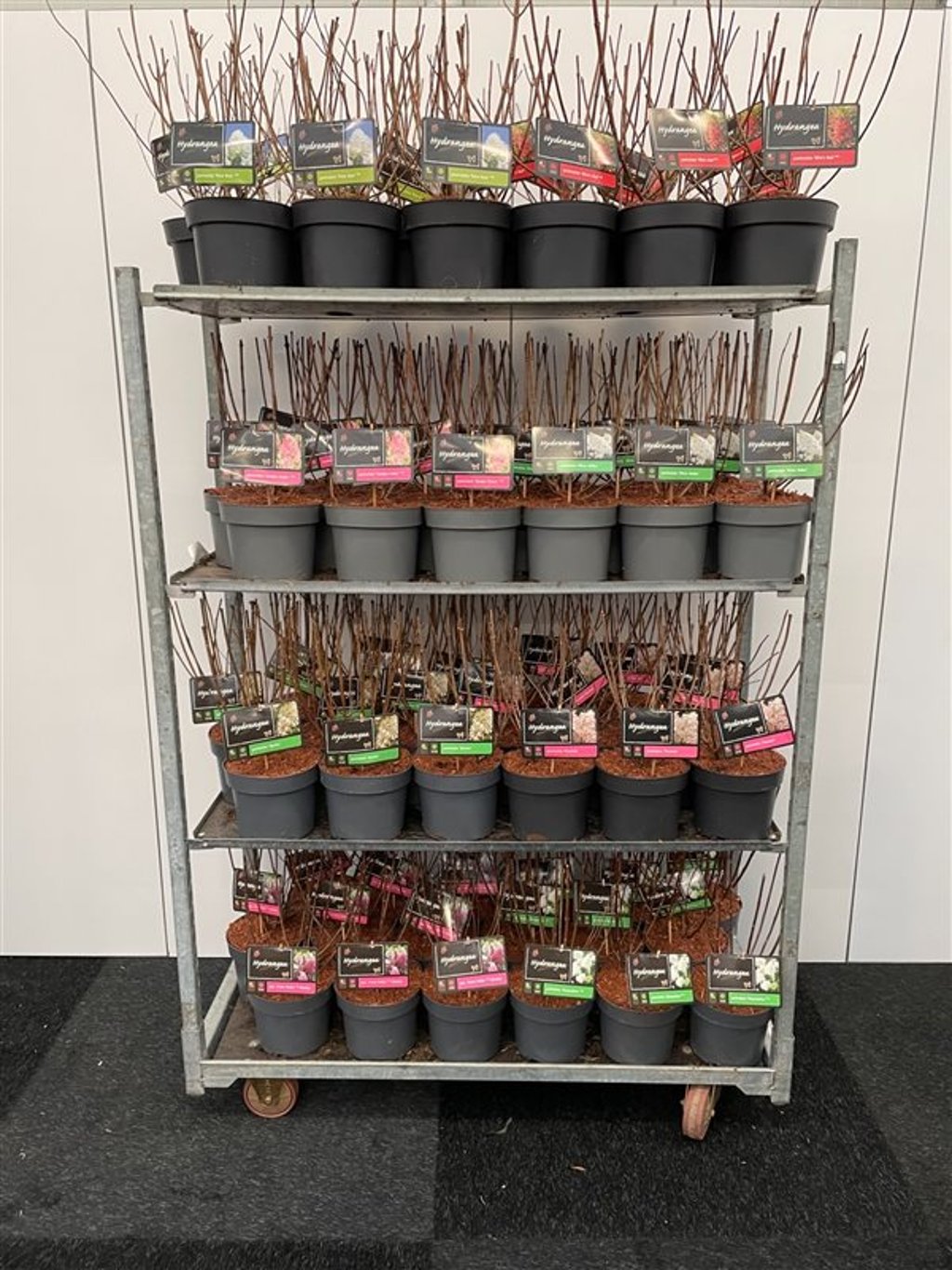 Hydrangea pan. 'Vanille Fraise' - C4